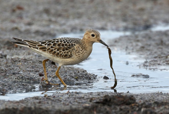 Buff-breasted Sandpiper