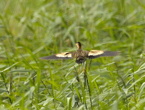 Little Bittern