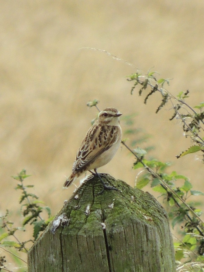 Whinchat