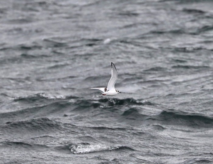 Little Gull