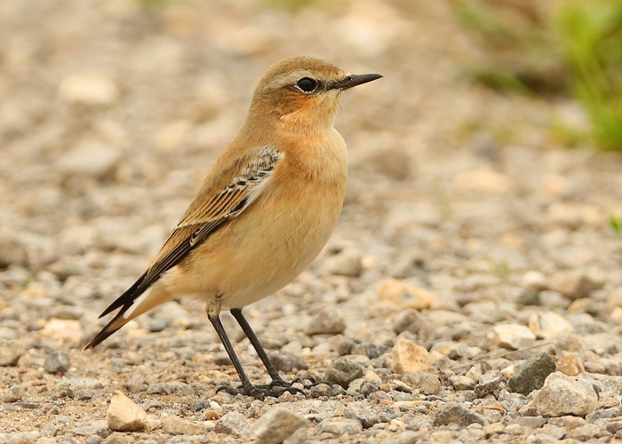 Wheatear
