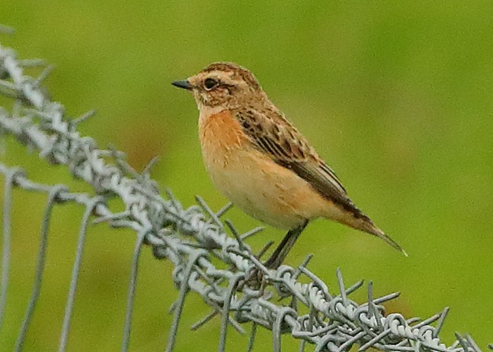Whinchat
