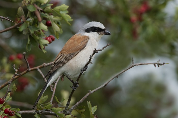 Red-backed Shrike
