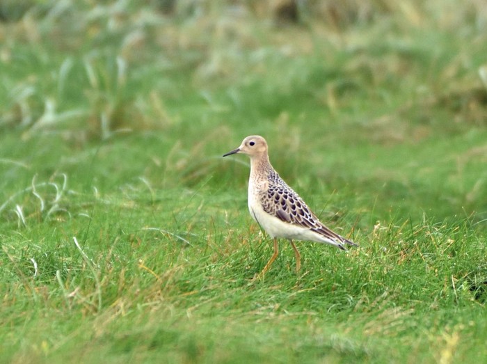 Buff-breasted Sandpiper