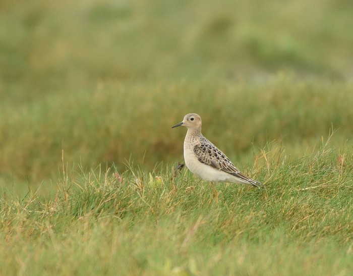 Buff-breasted Sandpiper