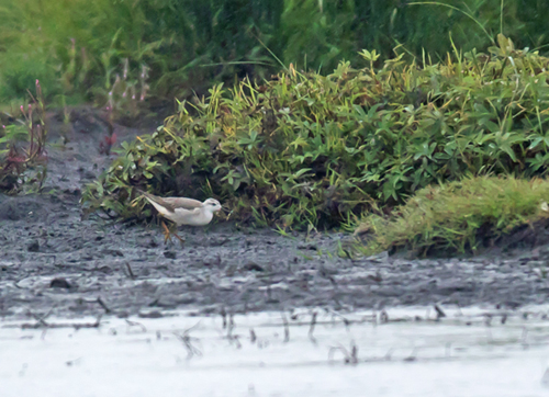 Wilson's Phalarope