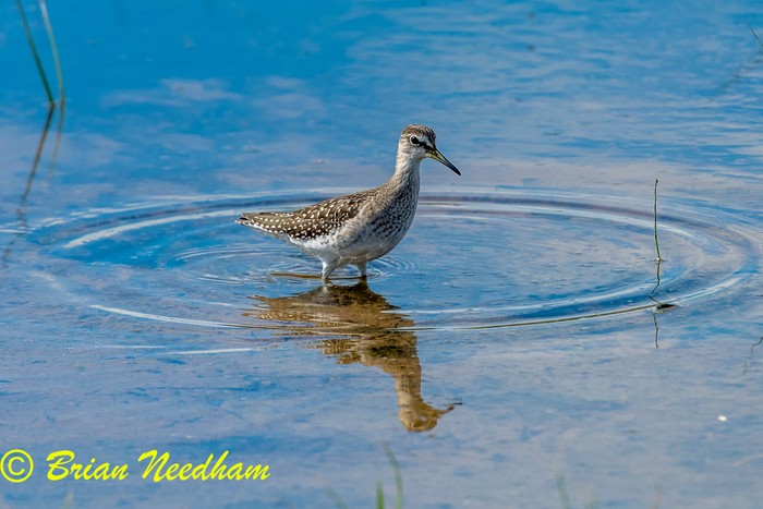 Wood Sandpiper