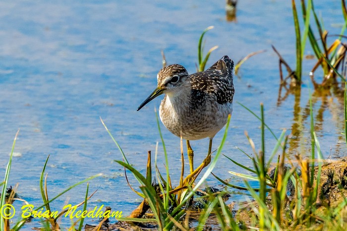 Wood Sandpiper