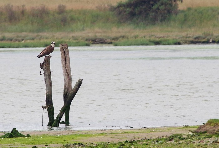 Osprey