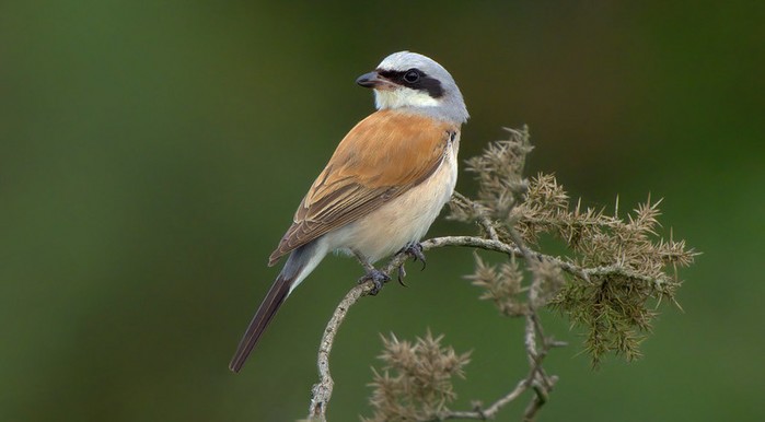 Red-backed Shrike