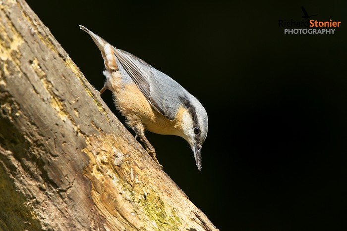 Nuthatch