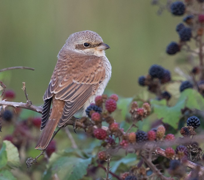 Red-backed Shrike