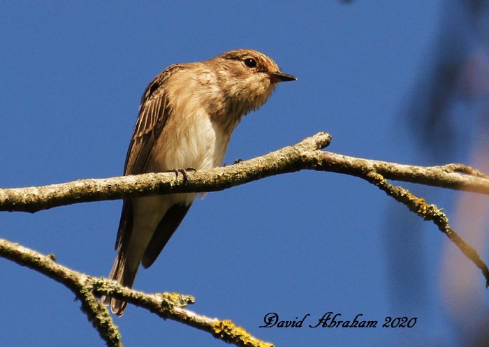 Spotted Flycatcher 