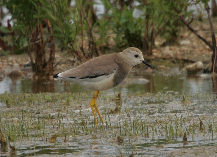 White-tailed Plover