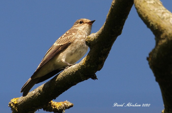 Spotted Flycatcher 