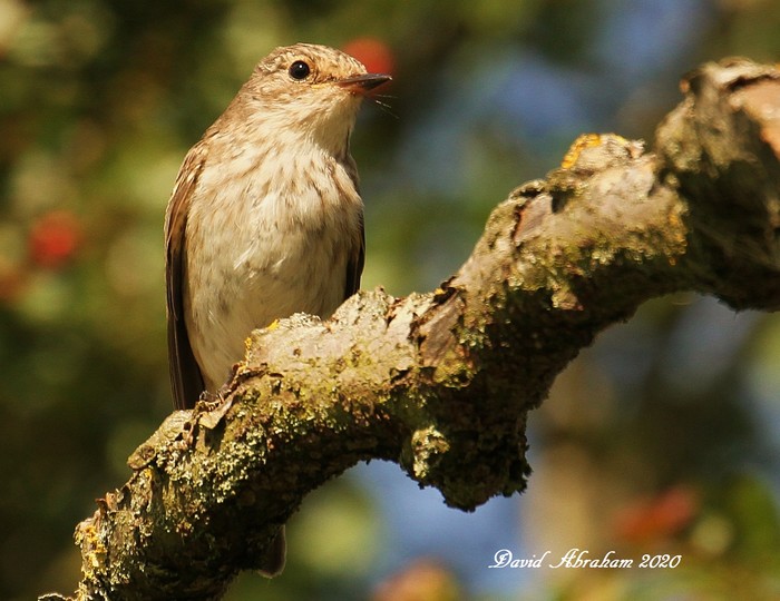 Spotted Flycatcher 