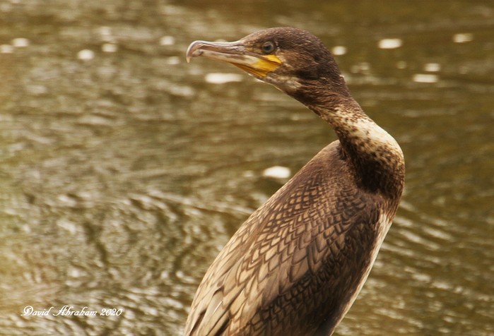 Cormorant