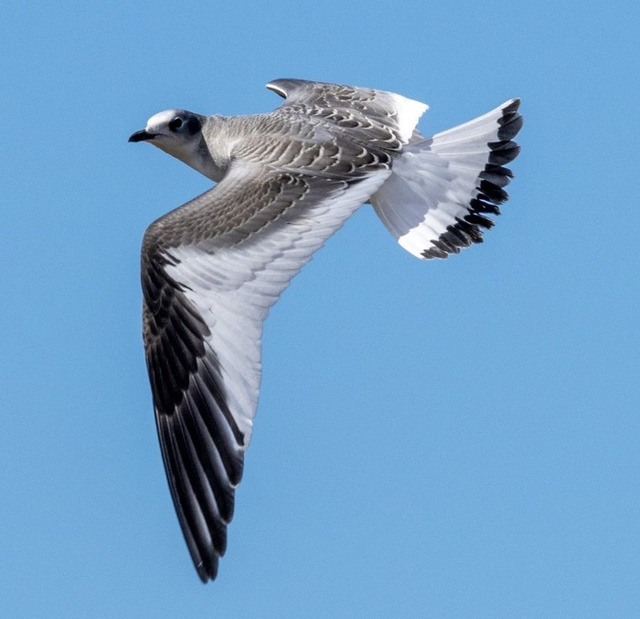 Sabine's Gull
