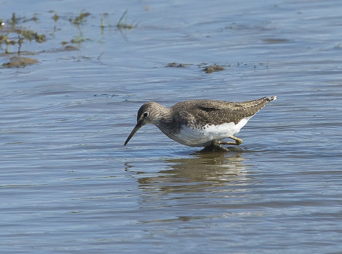 Green Sandpiper