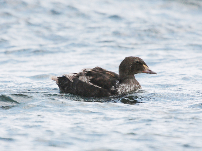 King eider