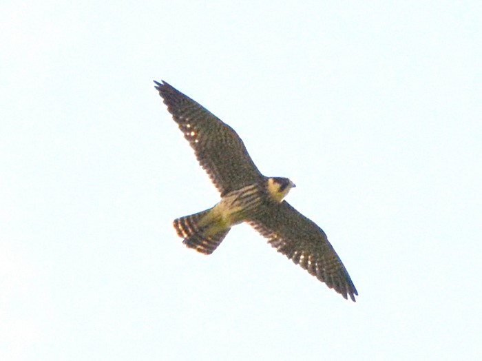 Hobby