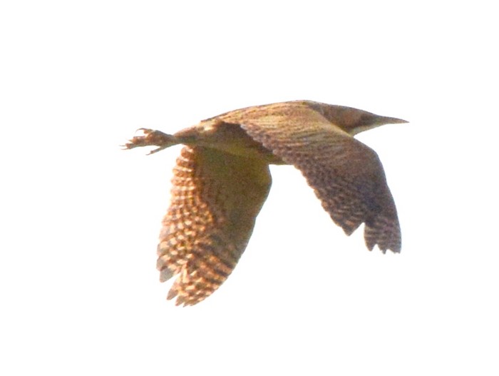 Bittern