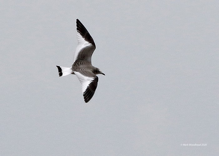 Sabine's Gull