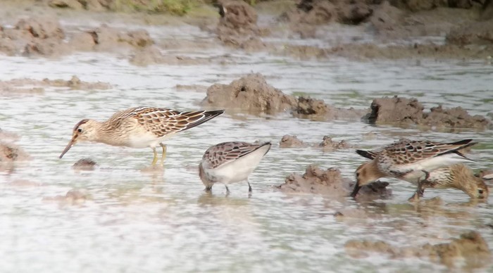 Pectoral Sandpiper
