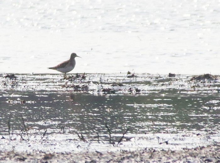 Pectoral Sandpiper