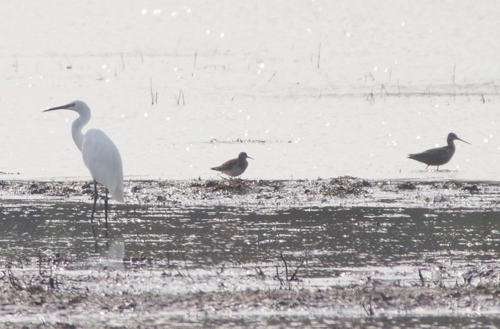 Pectoral Sandpiper