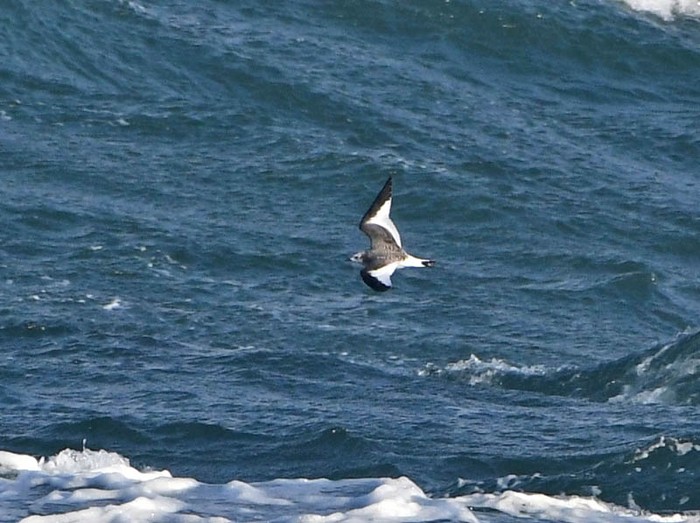 Sabine's Gull