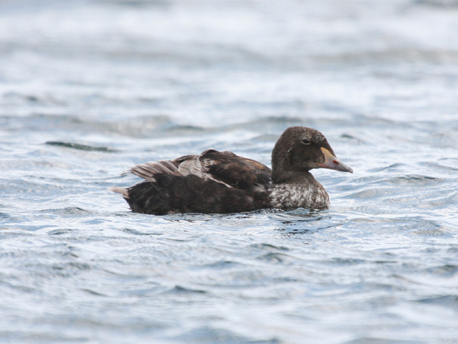 King Eider