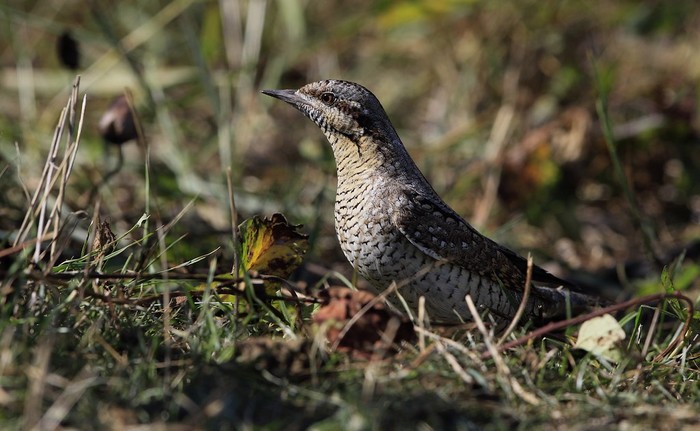 Wryneck