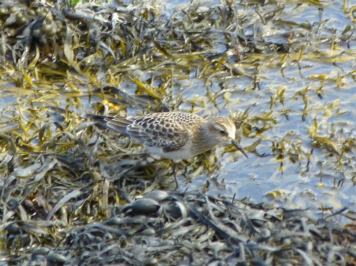 Baird's Sandpiper