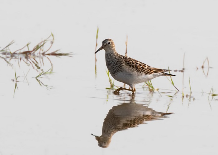 Pectoral Sandpiper