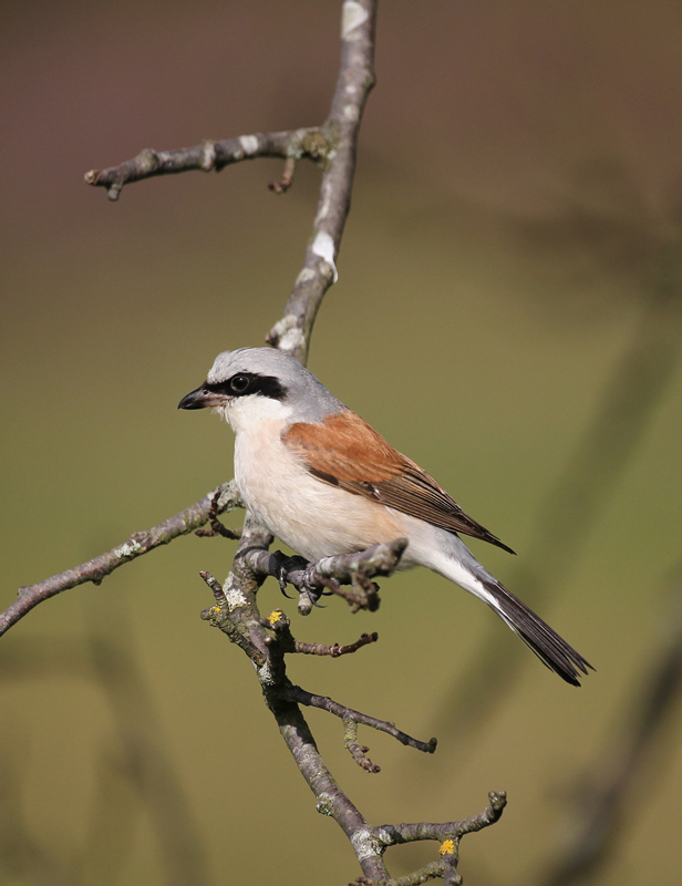 Red-backed Shrike
