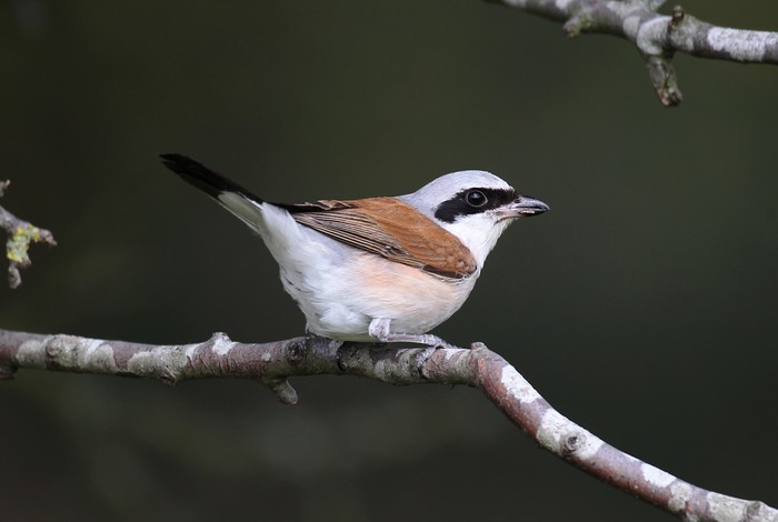 Red-backed Shrike