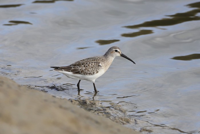 Curlew Sandpiper