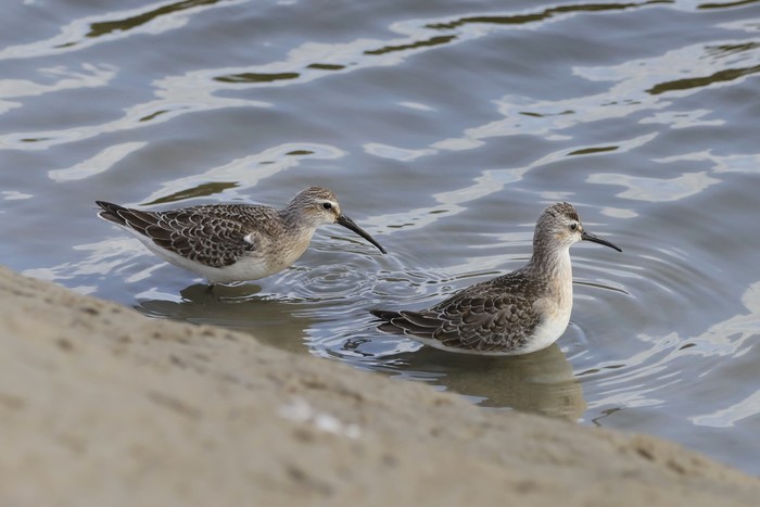 Curlew Sandpiper