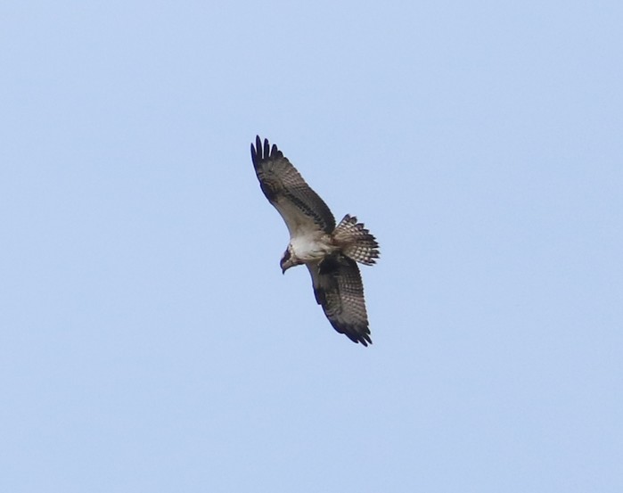 Osprey