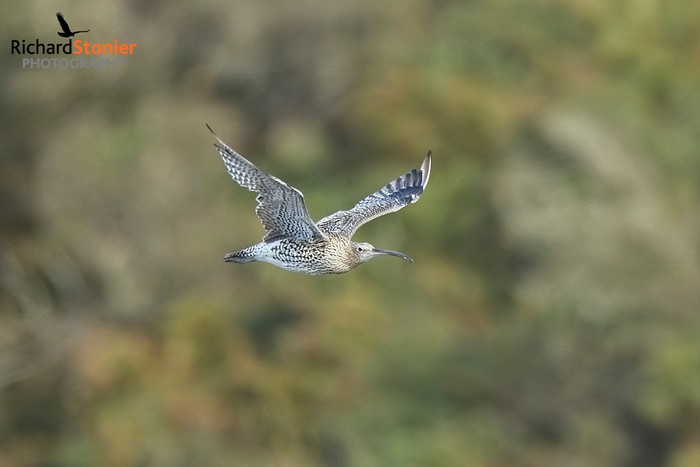 Curlew