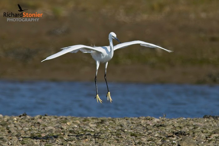 Little Egret