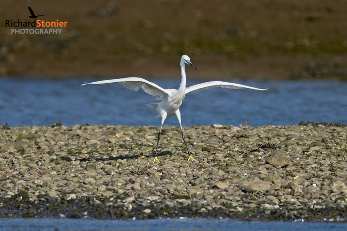 Little Egret