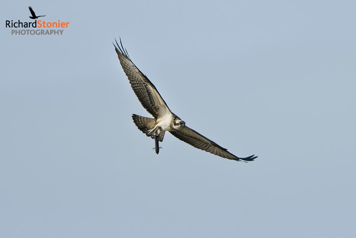Osprey