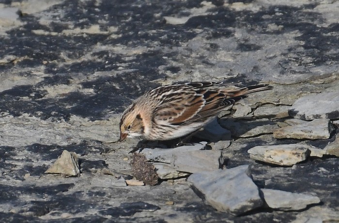 Lapland Bunting