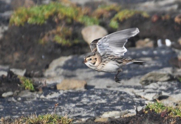 Lapland Bunting