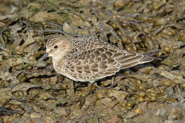 Baird's Sandpiper