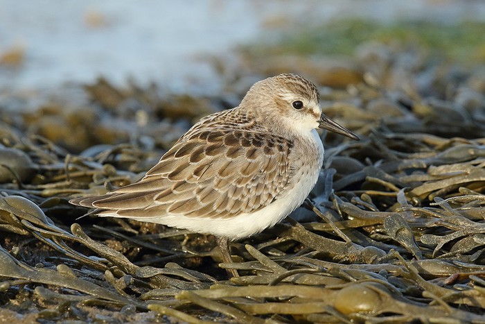 Semipalmated Sandpiper