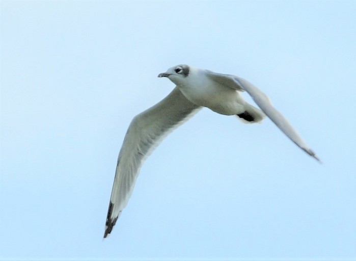 Franklin's Gull