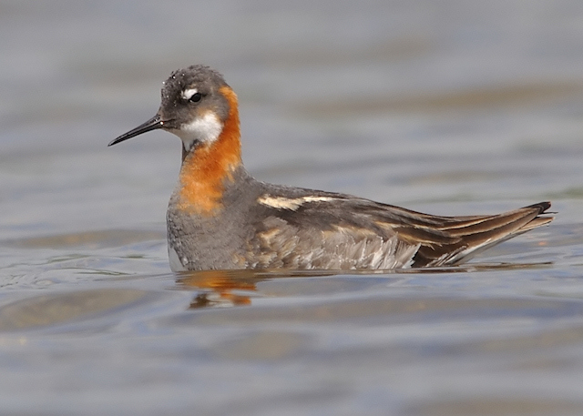 Red-necked Phalarope